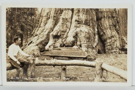 CA RPPC The General Sherman Tree, Sequoia Nat&#39;l Park c1930s Photo Postcard P8 - £11.67 GBP