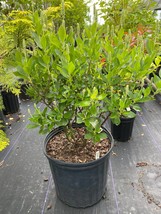Clethra alnifolia ‘Sixteen Candles’ - Summersweet - 3 Gallon Pot - £77.44 GBP