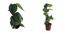 2&quot; Pot - Sodiroi Philodendron - Easy to Grow House Plant  - £58.16 GBP