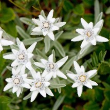 Edelweiss Seeds Leontopodium Alpinum Packet Of 20 Seeds USA SELLER Fast Shipping - £14.32 GBP