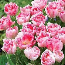 10 Seeds Peony Tulip-typed Ball Shrub Flower - $9.91
