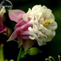 Rare Beautiful Pink White Edge Aquilegia Columbine, 50 Seeds, long flowering lig - £2.78 GBP