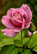 100 Seeds Blush Pink Rose Flower Bush Perennial Shrub Garden Home Garden... - $30.00