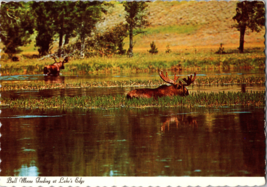 Bull Moose Feeding at Lake&#39;s Edge Vintage Postcard Unposted - £4.64 GBP