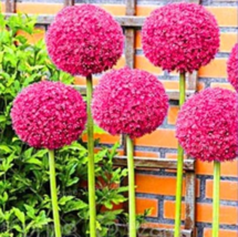 New Fresh 100Pcs/Bag Allium Giganteum Allium Flower Plants Beautiful Flo... - $4.45