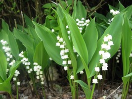 Lily of the Valley 20 roots May Lily, May Bells Convallaria majalis) image 2