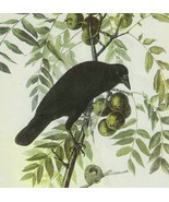 American Crow Bird 1946 Color Art Print John James Audubon Nature DWV2D - $760.08 MXN