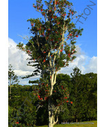 FMG Firewheel Tree Stenocarpus Sinuatus Exotic Flowering Trees Seed 5 Se... - $19.51