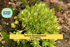 50 Sedum Sarmentosum Cuttings | Fast Growing Creeping Ground Cover | Per... - $31.99