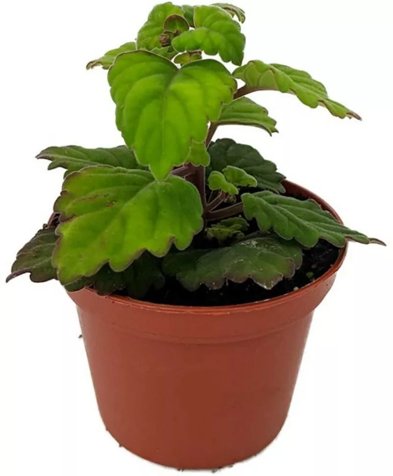 Plectranthus Ernstii Zen Buddha Swedish Ivy Plant 2.5&quot; Pot Houseplant or... - £23.85 GBP