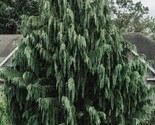 Port Orford Cedar Tree Chamaecyparis Lawsoniana 25 Seeds - $8.99