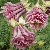 US Seller 30 Pink Petticoat Aquilegia Columbine Perennial Flower Seeds Fast Ship - £12.75 GBP