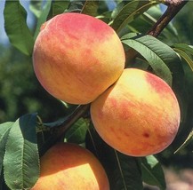 Curlfree Peach Tree - Easiest growing peaches 2 years old and 3-4Ft. tall - £87.12 GBP