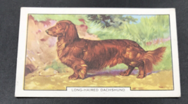 VTG 1938 Gallaher Dogs Long Haired Dachshund 2nd Series #39 of 48 Tobacc... - £5.32 GBP