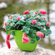 Acalypha Hispida Bonsai Chenille Plant Red-Hot Cattail Beautiful Home Garden Gra - £3.97 GBP