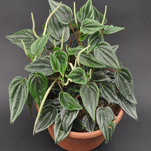 WWATER Peperomia Marmorata 3.5 until 4 Inch Pot USA Seller - $24.98