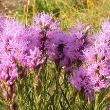 USA Seller Dotted Gayfeather Seeds Fresh Organic Liatris Punctata Seeds, Purple  - £10.79 GBP