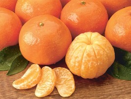 5 Dwarf Mandarin Orange Tree {Citrus reticulata} seeds - £10.06 GBP
