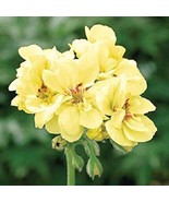New Fresh 10 Yellow Geranium Seeds Perennial Bloom Flower - $12.22 CAD