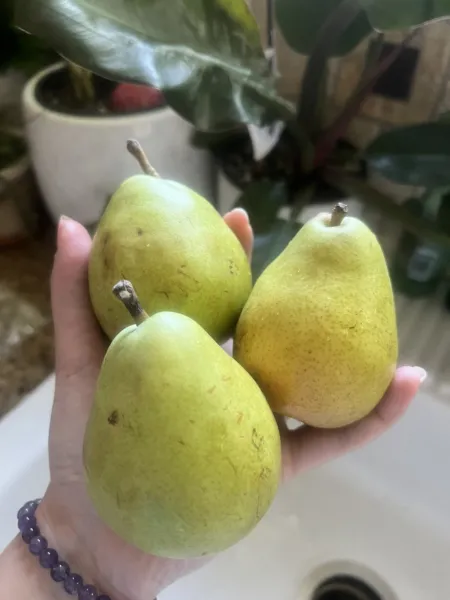 5 Bartlett Pear Seeds Green Fruit Easy Grow Edible Smoothies Non Gmo Tx Fresh Ne - $11.98