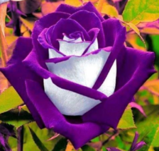 10 Pc Seeds White Purple Rose Flower, Rose Bush Perennial Seeds for Plan... - £13.42 GBP