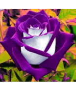 10 Pc Seeds White Purple Rose Flower, Rose Bush Perennial Seeds for Planting |RK - $16.80
