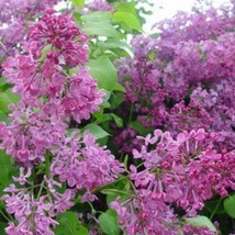 25 Pocahontas Lilac Seeds Tree Fragrant Flowers Seed Flower 968 Gardenin... - $15.00