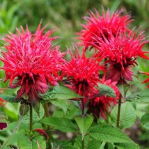 Monarda Flower Seeds Scarlet Bee Balm Seed 250 Seeds Fresh Garden USA SELLER - £10.71 GBP