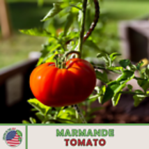 Marmande Tomato 100 Seeds, Non-GMO, French Heirloom, Genuine USA - £10.99 GBP