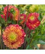 PSA Dahlia Snoho Doris 3 Plant Tubers Summer Flower Fast Growing - €44,81 EUR