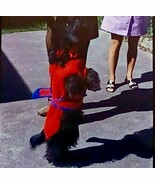 Lot of 4 35 mm Kodachrome 35mm Slides Adorable Scotty Dog In Red Sweater - $20.07 CAD