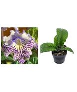 OD Victorious Streptocarpus 2.5&quot; Pot Live Starter Plant - $1,187.92 MXN