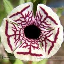 Calico Monkey Flower Mimulus Pictus Seeds Pack 100 Seeds Creamy White Rounded Pe - $11.74