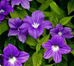 50 Seeds Browallia Violet Blue Flower Seeds / Long Lasting Annual  SS - £11.16 GBP