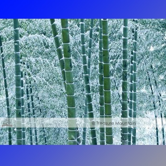 1 Pack Approx 35 Seeds Pack Moso Bamboo Seeds Phyllostachys Pubescens Gi... - $5.02