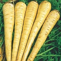 All American Parsnip Seeds 30 Seeds USA SELLER Fast Shipping - $29.90