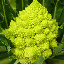 Ship From Us Green Sprouting Calabrese Broccoli Seeds -8 Oz Seeds -SPROUTS, TM11 - £51.02 GBP