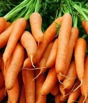 Fast Ship USA Seller Little Finger Baby Carrot Seeds 1000 Vegetable Garden Culin - $4.10