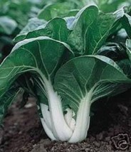 2000 Seeds Canton Pak Choi Bok Choy Chinese Cabbage Brassica Rapa Vegeta... - $9.68