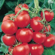 New Fresh Seeds Tomato Early Cascade - $16.98