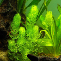 Ceratophyllum Aquarium Grass Ornamental 500 PCS Seeds - $11.51