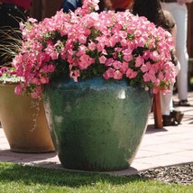 Fresh Seeds Easy Wave Spreading Petunia Coral Reef Flower Seeds 30 Seeds - £15.86 GBP