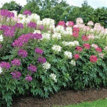 Cleome Mixed Colors Spider Plant Pollinators Usa Non-Gmo 200 Seeds - £4.73 GBP
