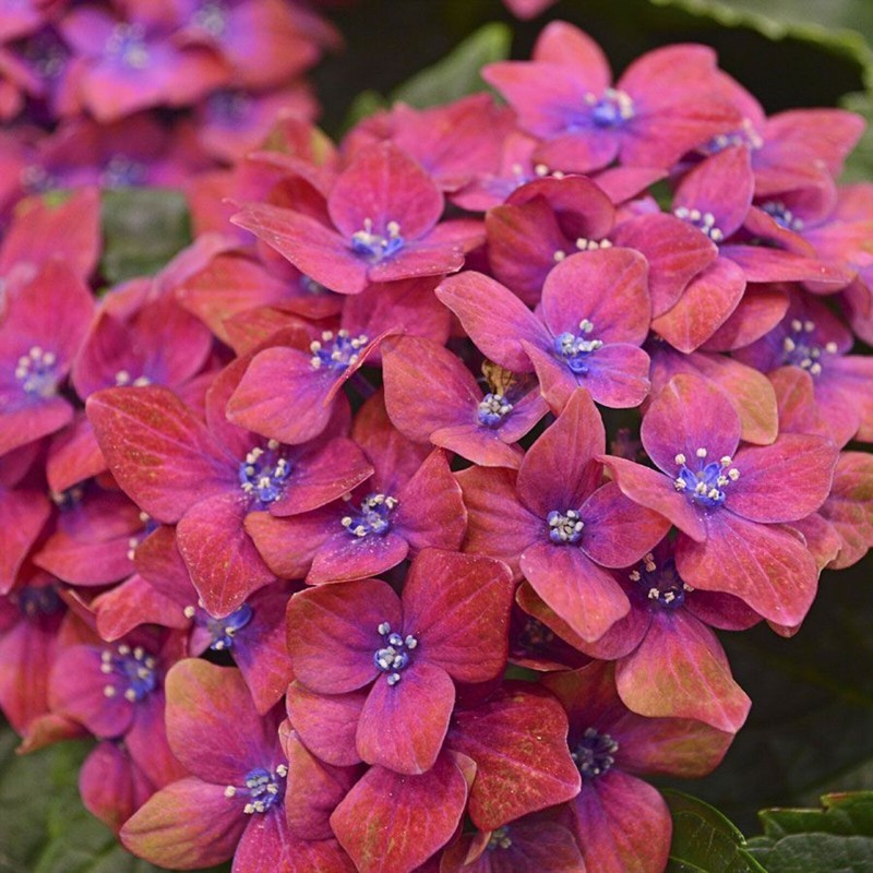 5 Pink Blue Hydrangea Seeds Perennial Hardy Flower Seed Flowers 423 Us S... - $10.99