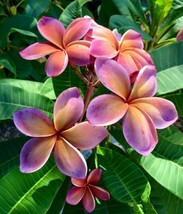 5 Pink Orange Plumeria Seeds Plants Flower Flowers Perennial Seed 503 Us Seller - £6.44 GBP