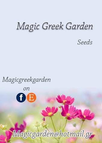 Purple roses seeds- 20 seeds - code 004 Item image 4