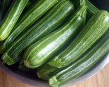 20 Cocozelle Summer Squash Seeds Fast Shipping - $8.99