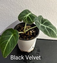 Alocasia Black Velvet Starter Plant - £15.66 GBP