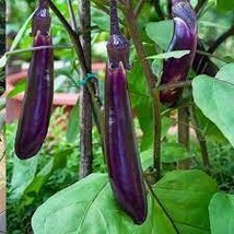 100 Eggplant Bright Purple Long Vegetables Seeds - $93.48 MXN
