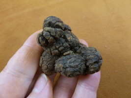 (PP463-72) 1-7/8&quot; Genuine Fossil TURTLE POOP Coprolite WA state DUNG WEI... - $318.91 MXN